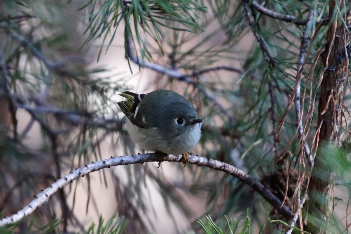 Ruby-crowned Kinglet - ML138929201