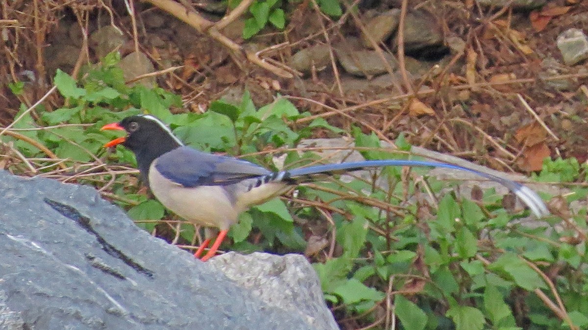 Red-billed Blue-Magpie - ML138929371