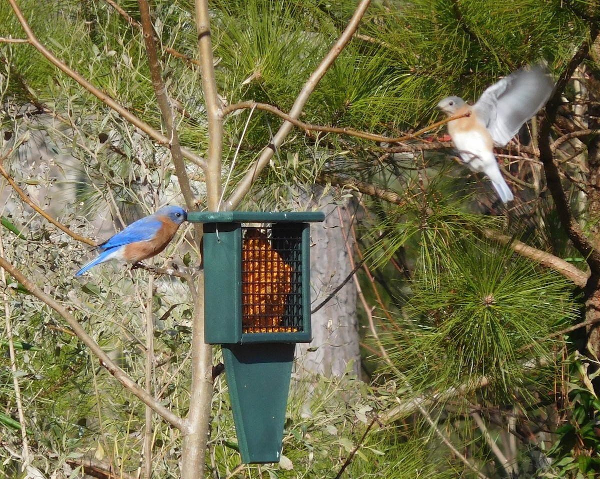 Eastern Bluebird - ML138929381