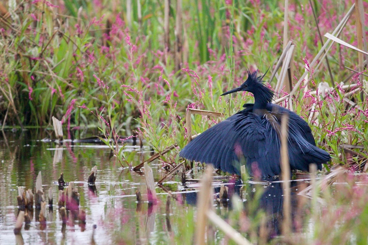 Black Heron - ML138929951