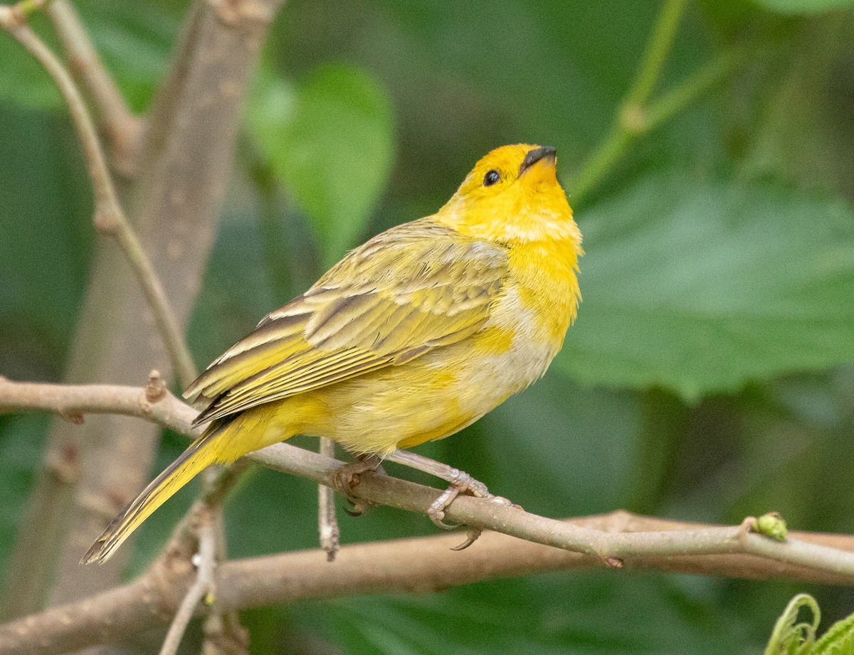 Saffron Finch - ML138930241