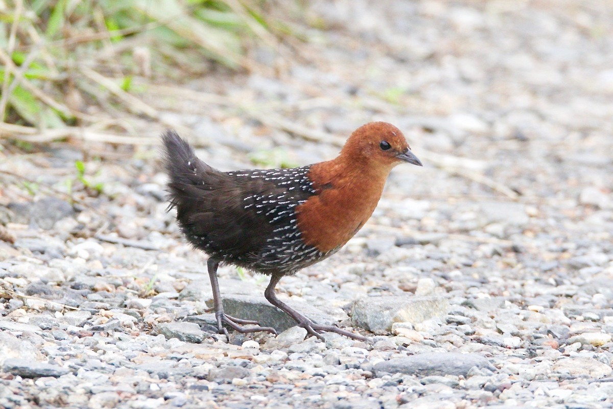 Red-chested Flufftail - Krista Oswald