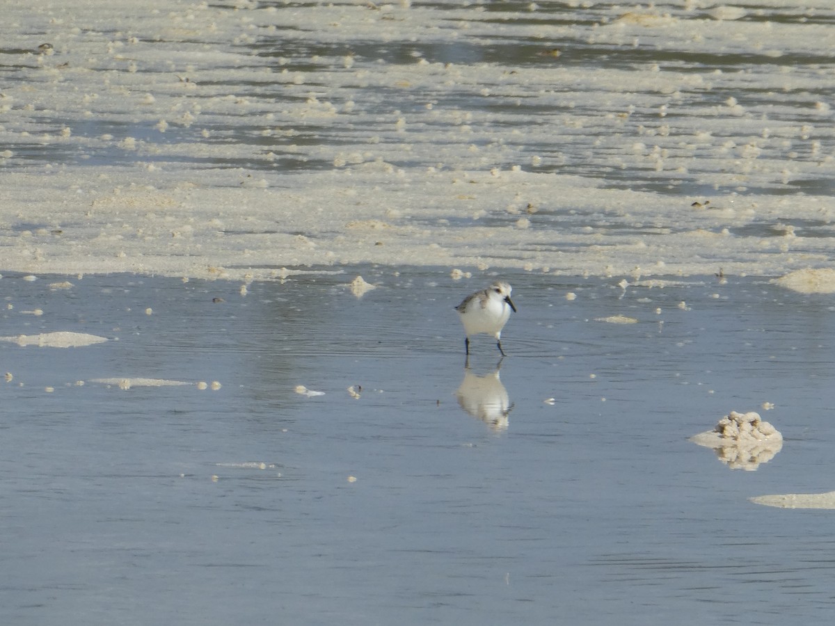 Sanderling - ML138930611