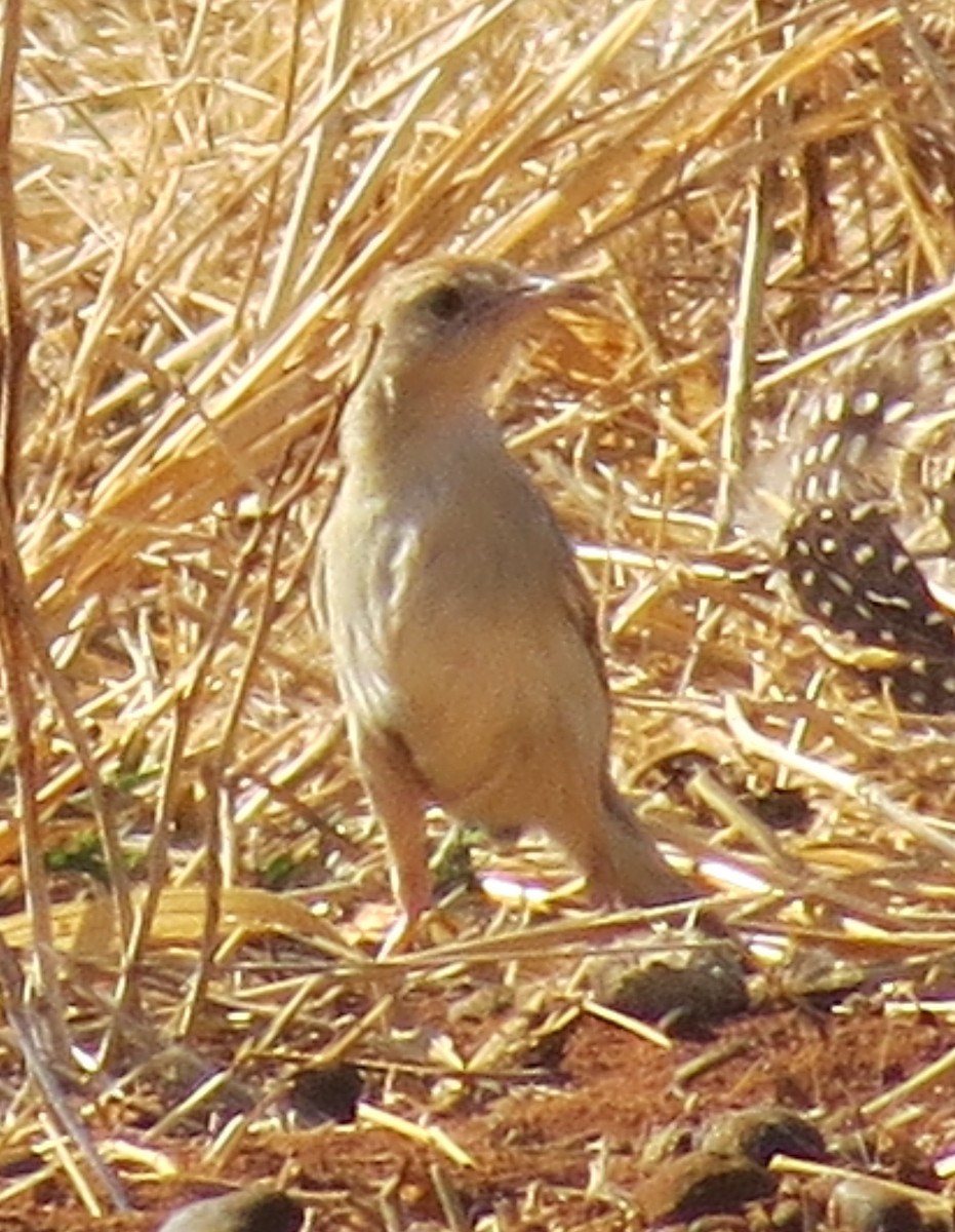 Rattling Cisticola - ML138932781