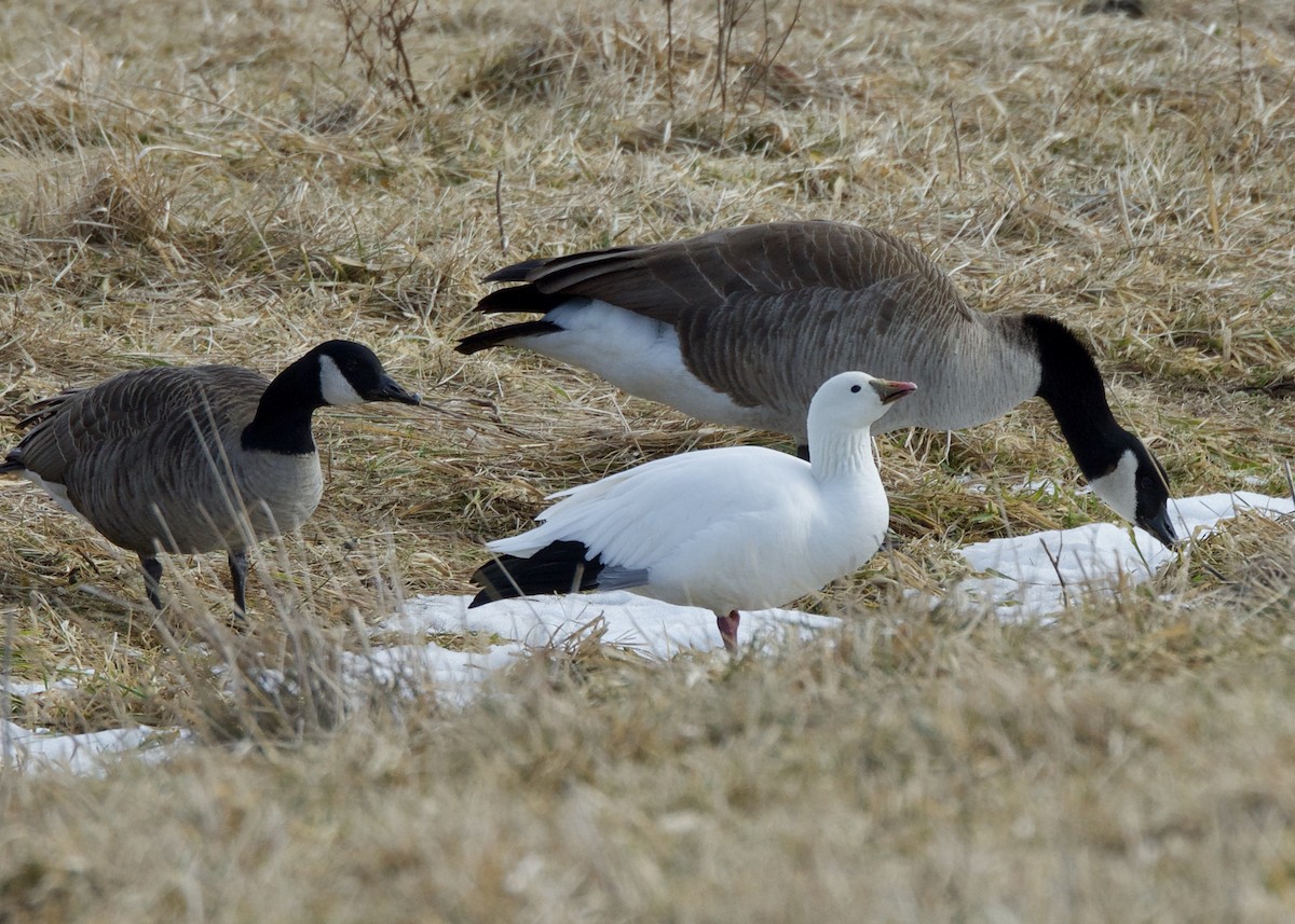 Ross's Goose - Lee Funderburg