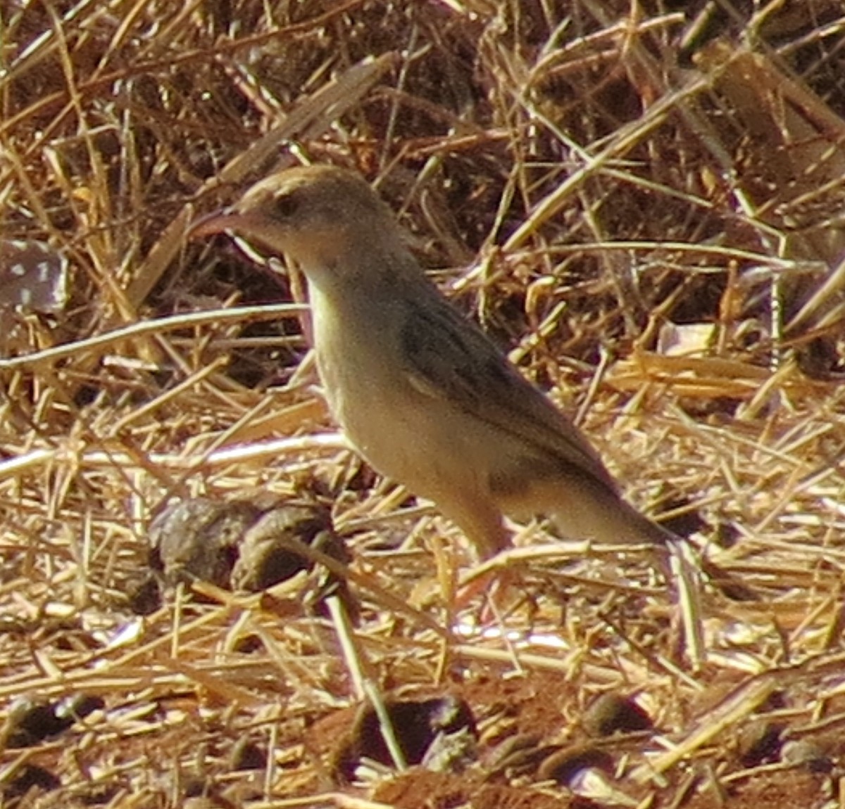 Rattling Cisticola - ML138933191