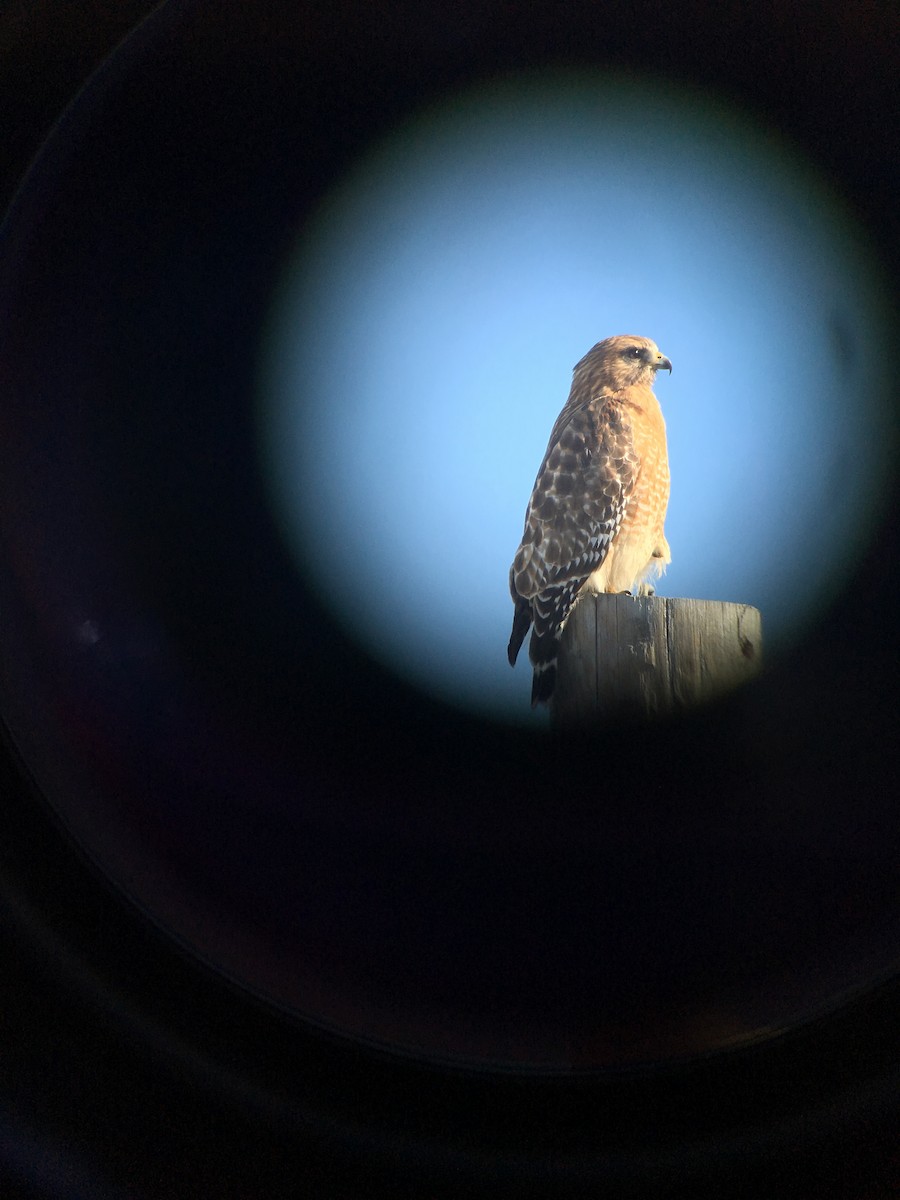 Red-shouldered Hawk - Marian Sole