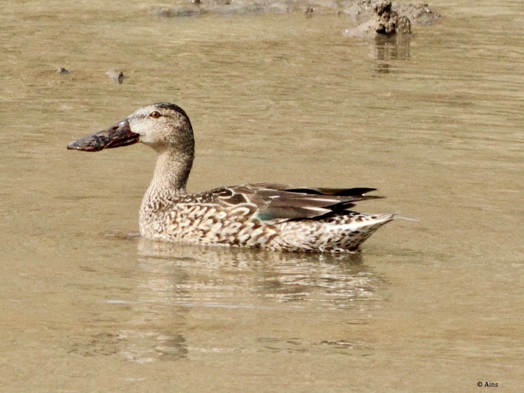 Northern Shoveler - ML138933681