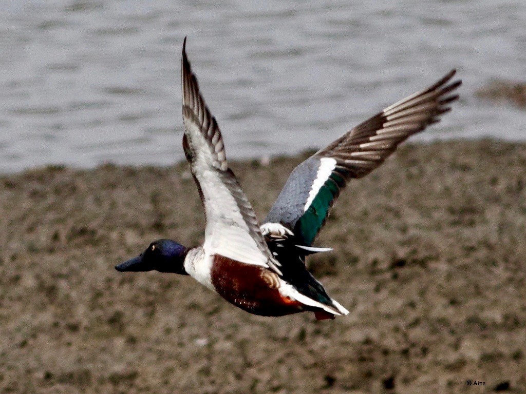 Northern Shoveler - ML138933691