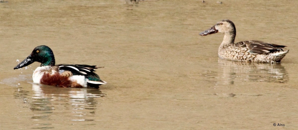 Northern Shoveler - Ains Priestman