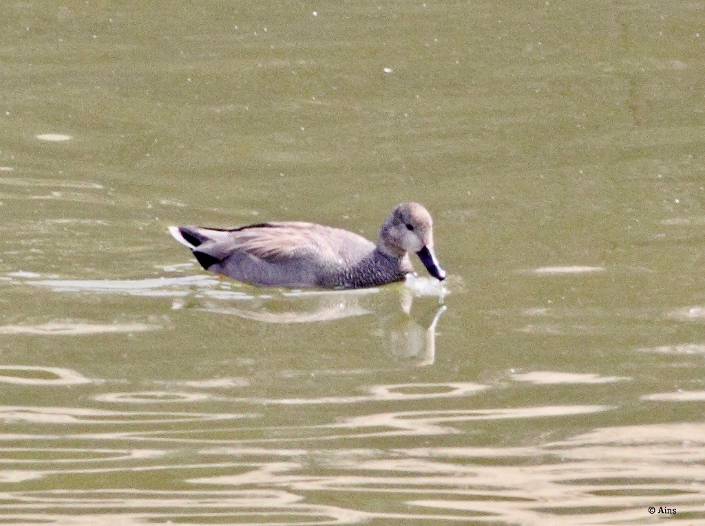 Gadwall - Ains Priestman