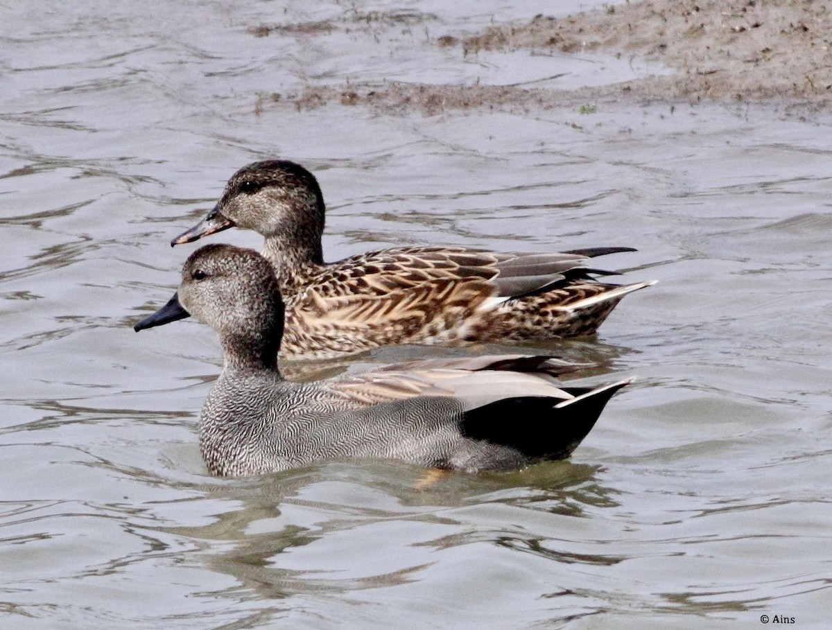 Gadwall - ML138933861