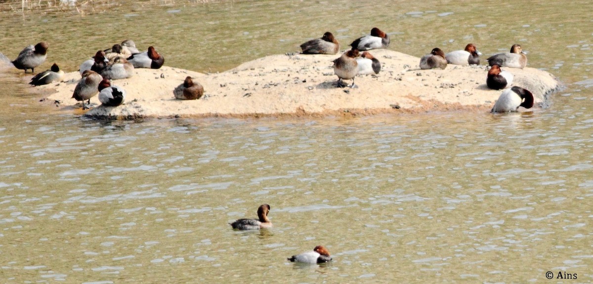 Common Pochard - ML138933971