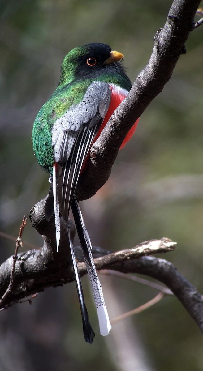 Coppery-tailed Trogon - ML138934011