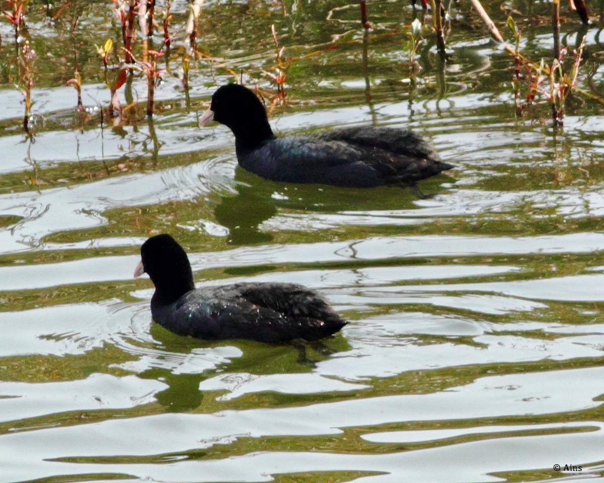 Eurasian Coot - Ains Priestman