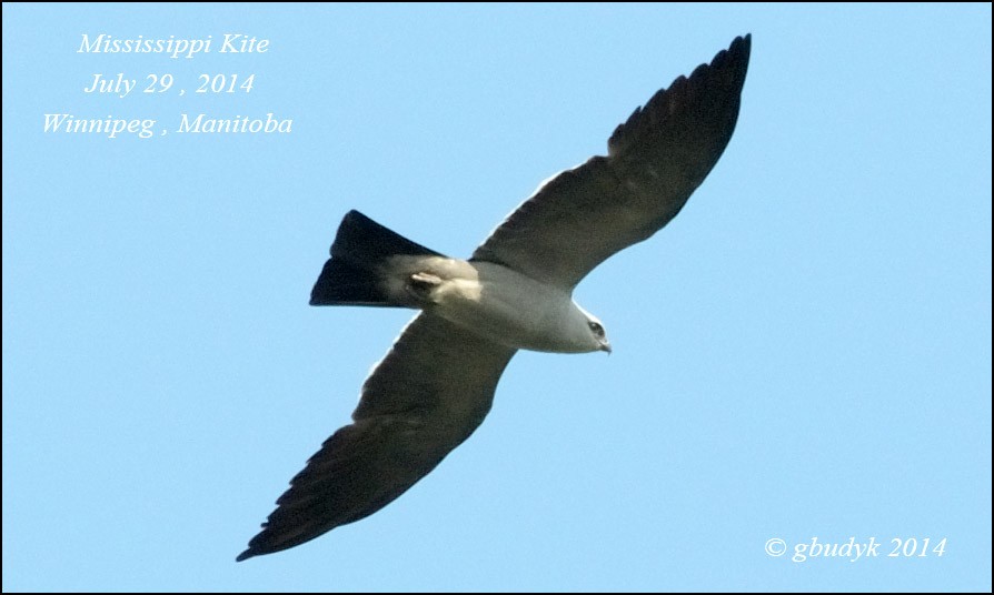 Mississippi Kite - Garry Budyk