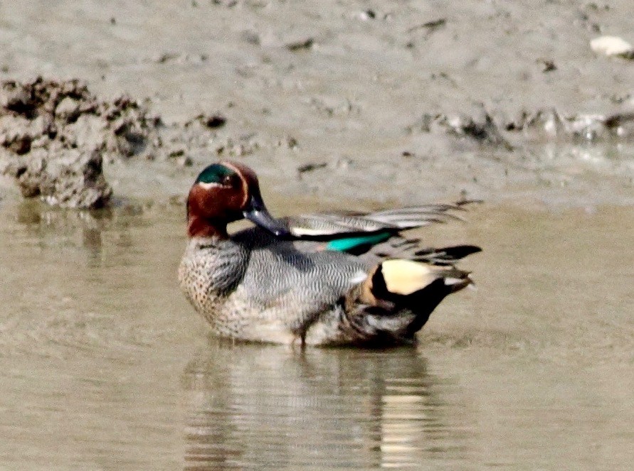 Green-winged Teal - Ains Priestman