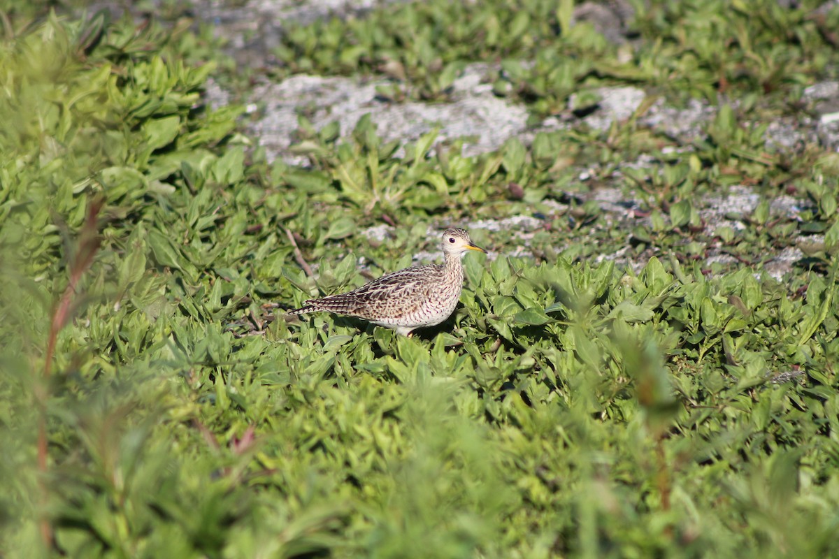 Upland Sandpiper - ML138934301