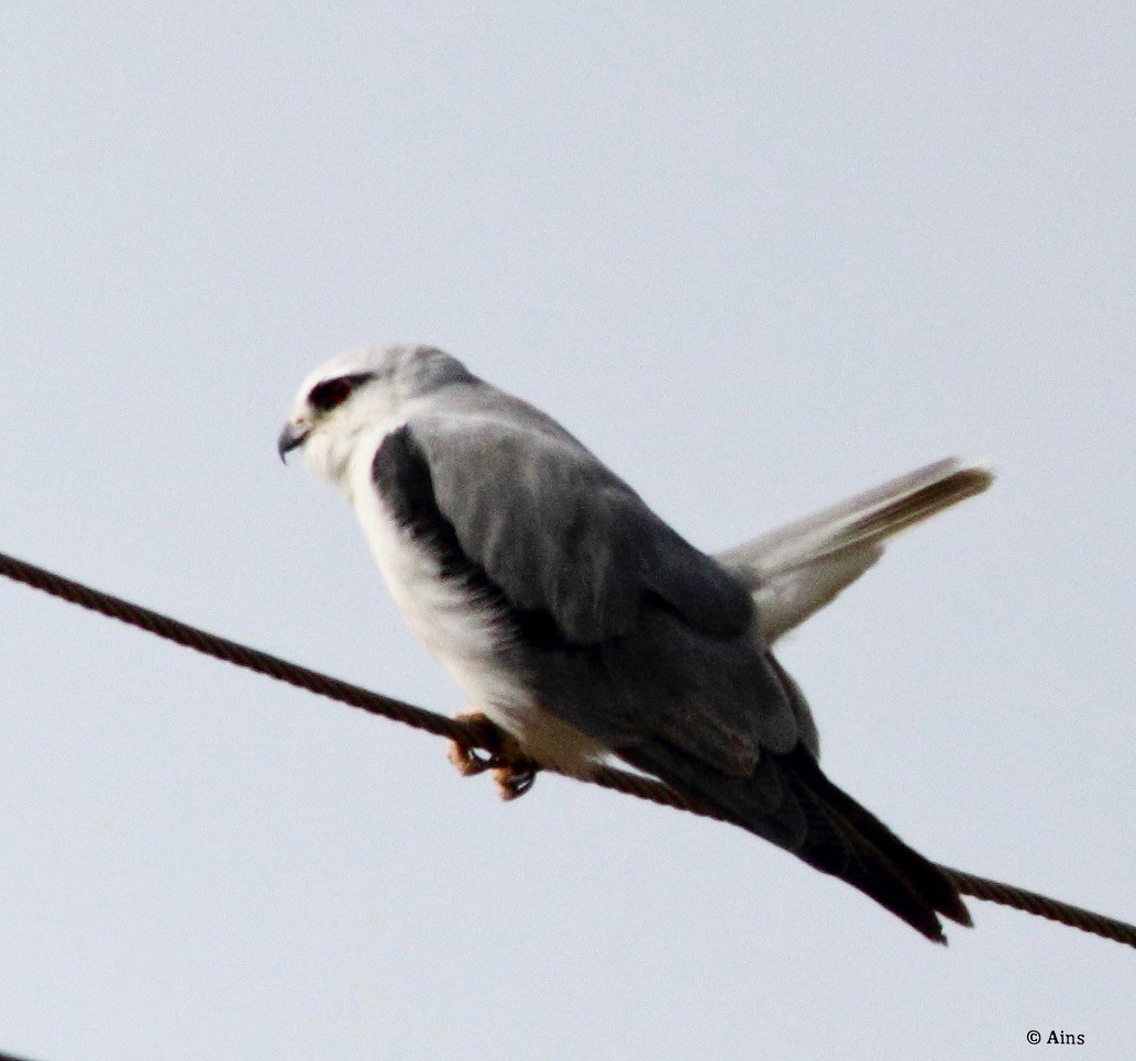 Black-winged Kite - Ains Priestman