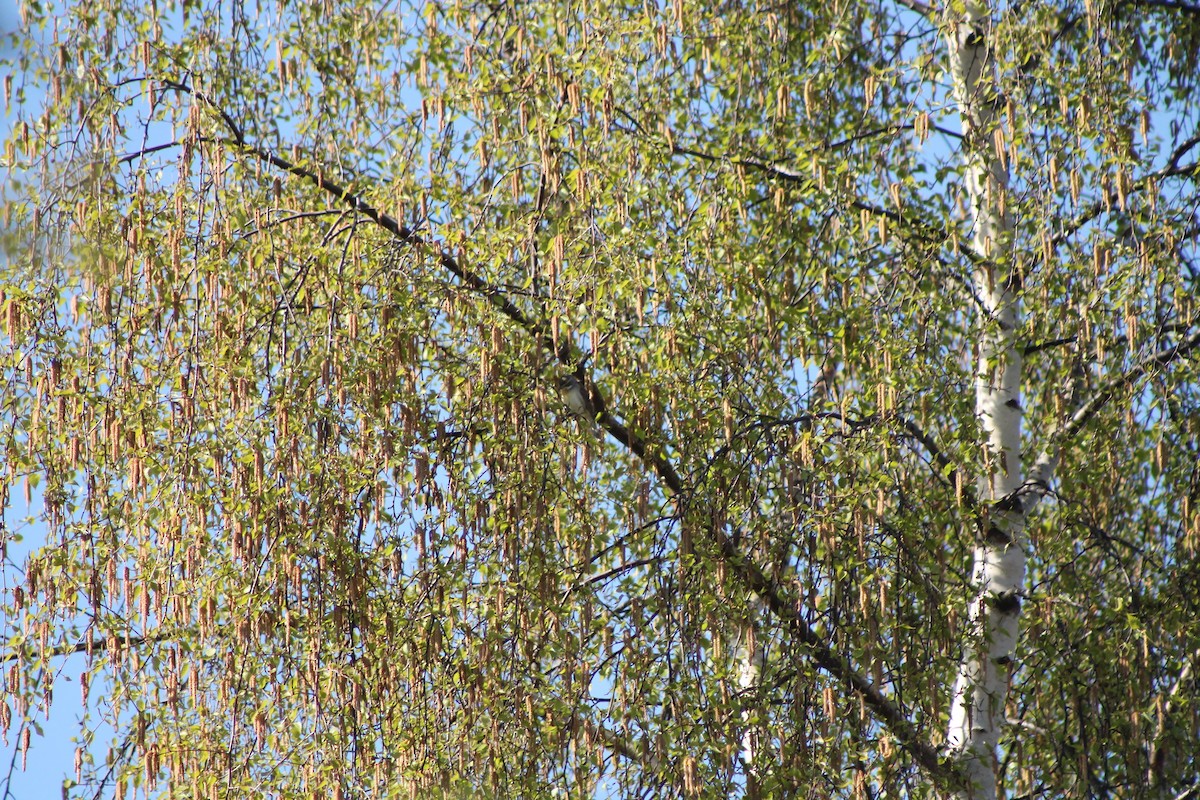 Dickcissel - ML138935171