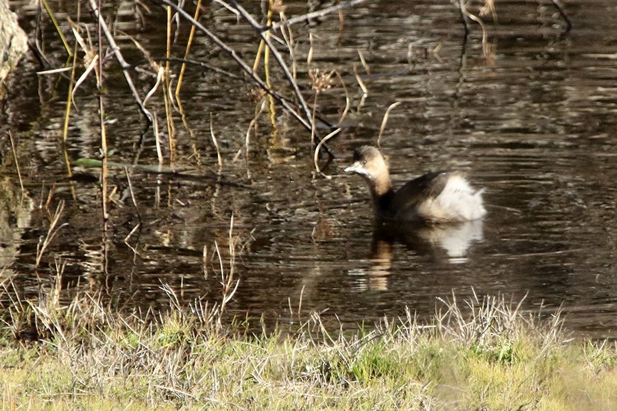 Little Grebe - ML138938351