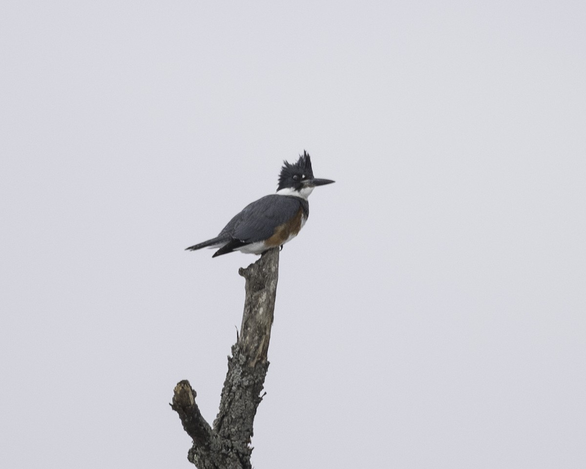Belted Kingfisher - ML138938661