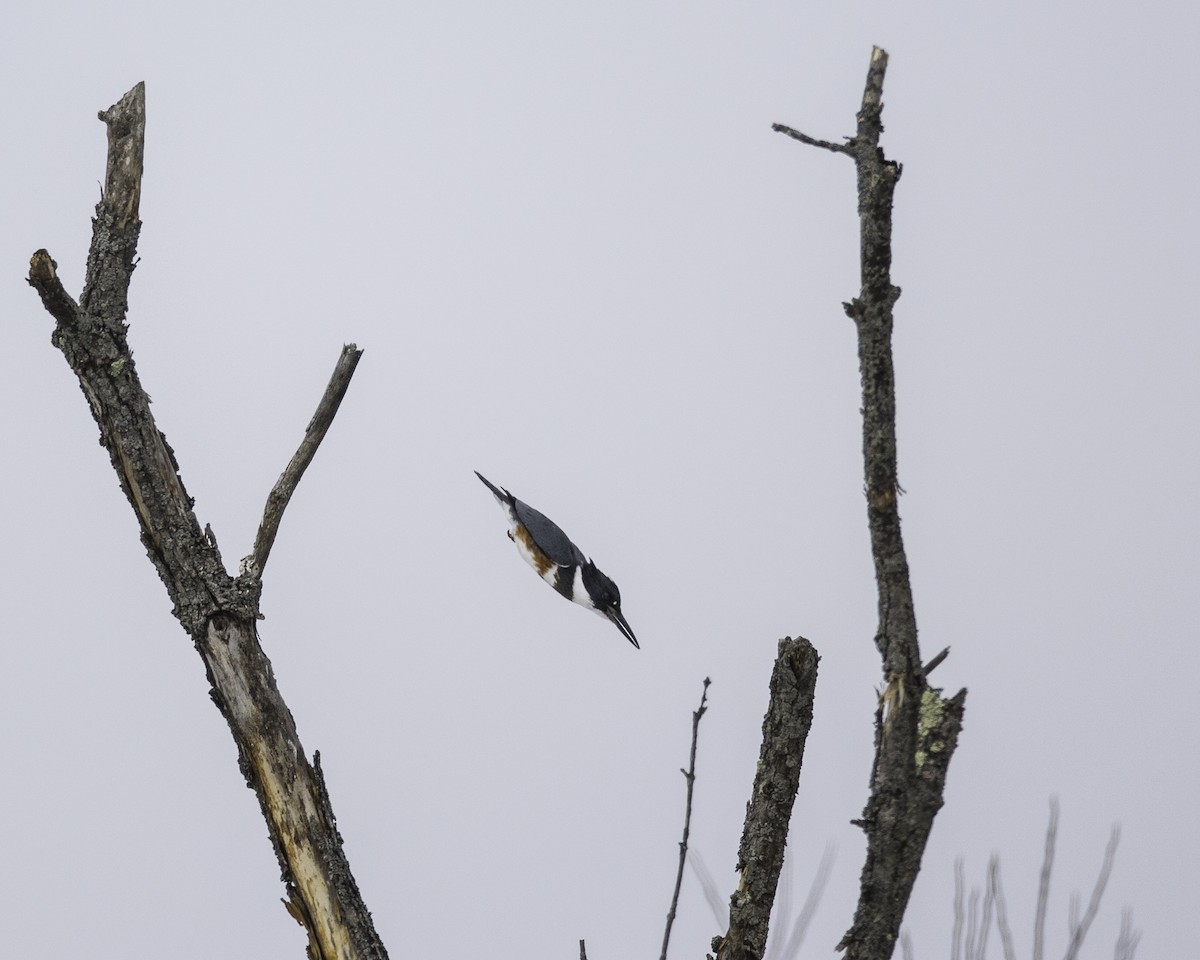 Belted Kingfisher - ML138938681