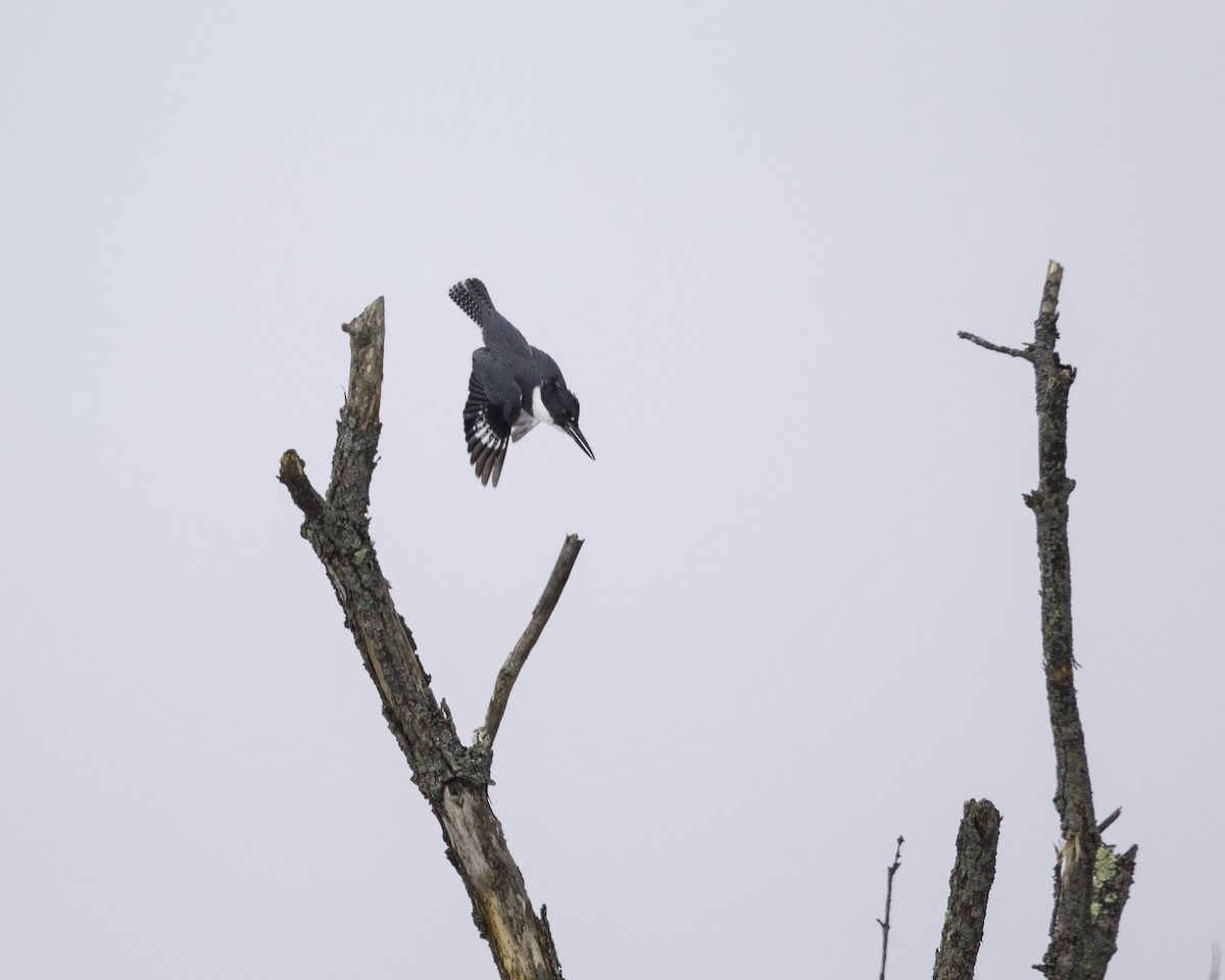 Belted Kingfisher - ML138938691