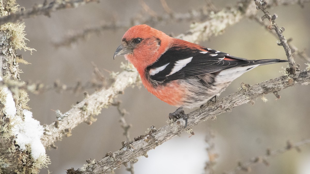 White-winged Crossbill - Bryan Calk