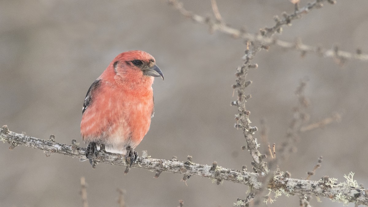 White-winged Crossbill - ML138938901