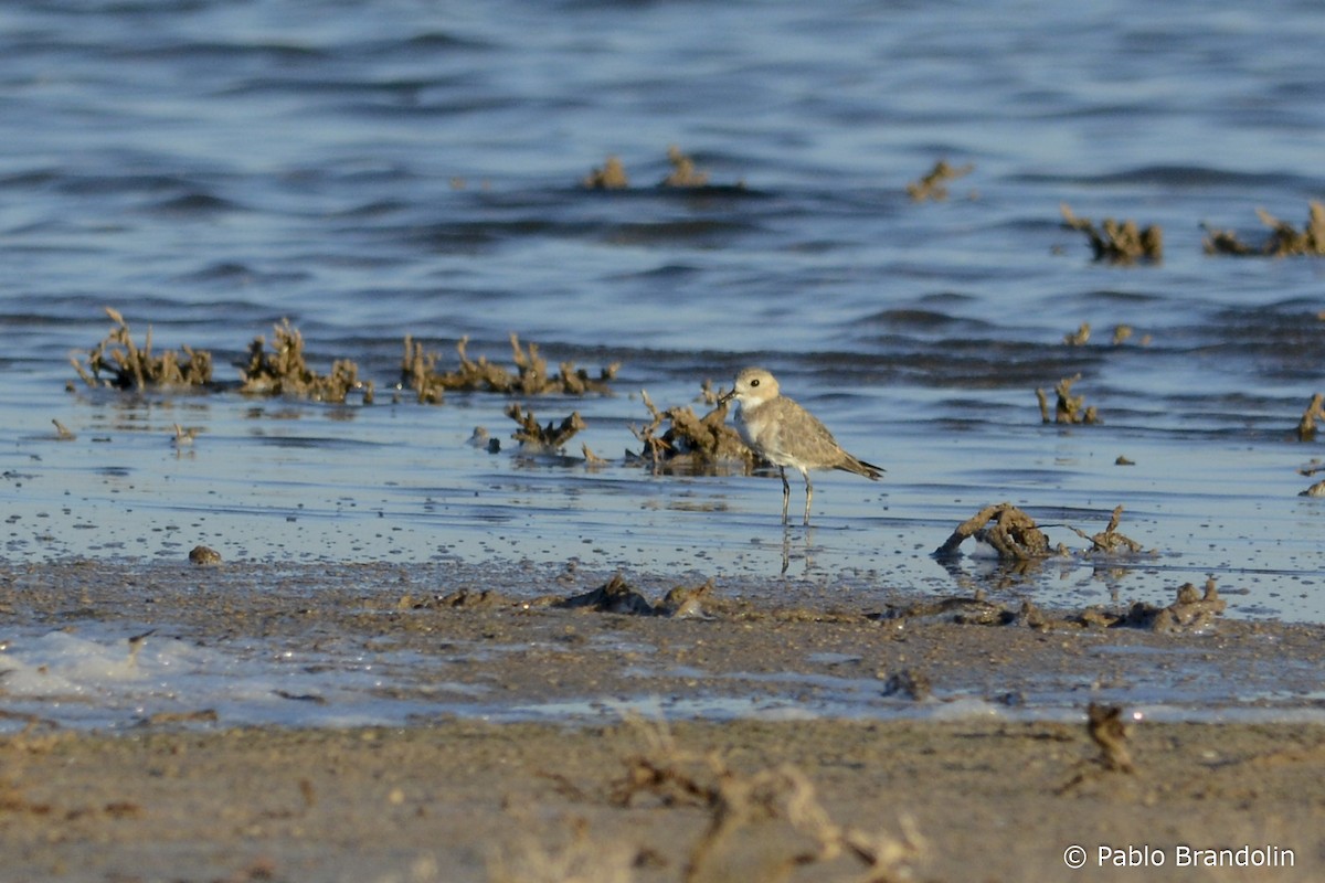 Two-banded Plover - ML138938991