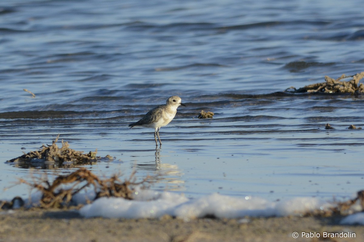 Two-banded Plover - ML138939021