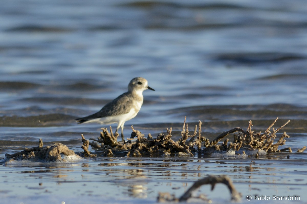 Two-banded Plover - ML138939061