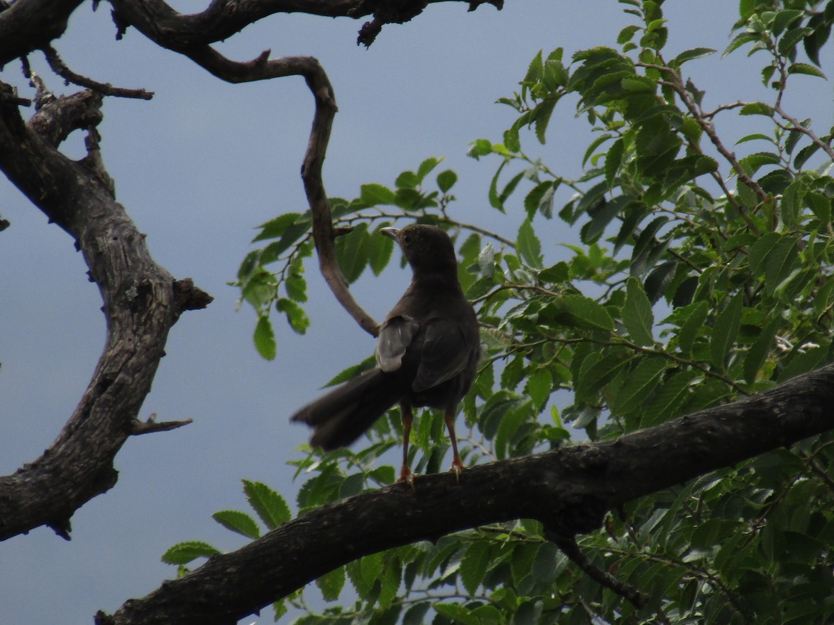 Chiguanco Thrush - ML138940921