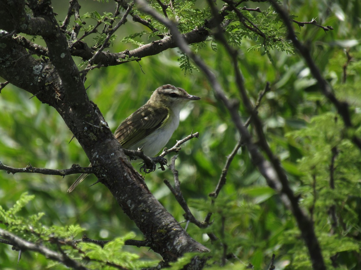 brunøyevireo - ML138941091