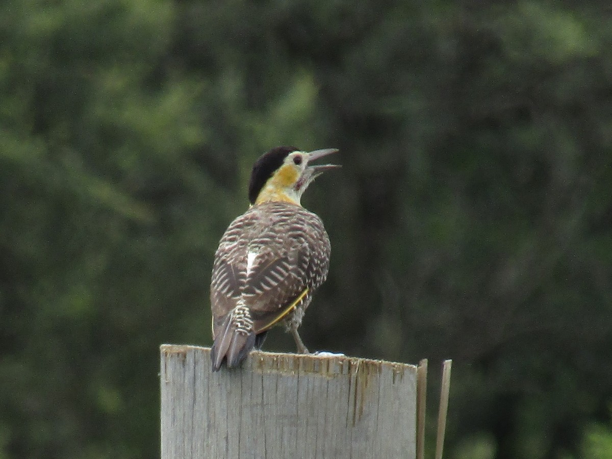 Carpintero Campestre - ML138941131