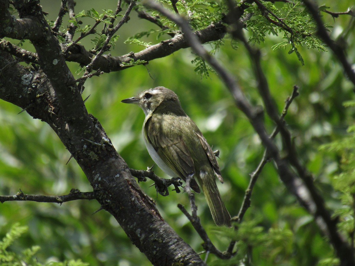 brunøyevireo - ML138941171