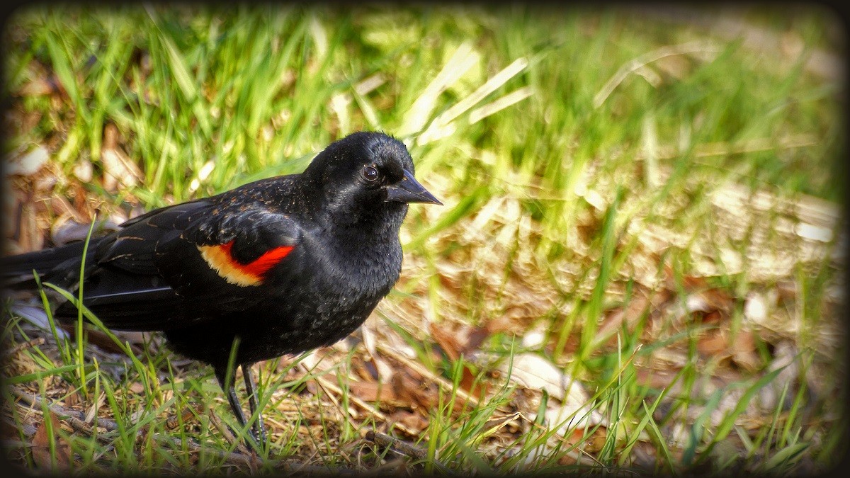 Red-winged Blackbird - Dan Sochirca