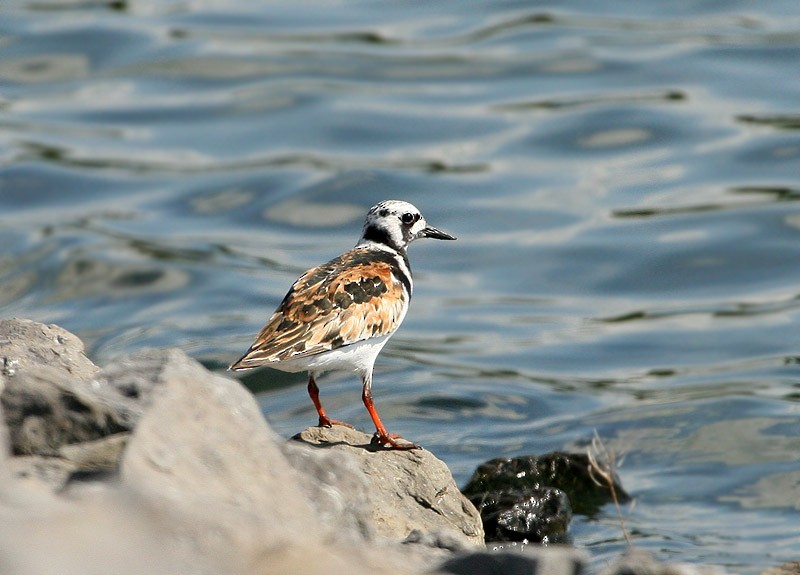 Ruddy Turnstone - ML138942001