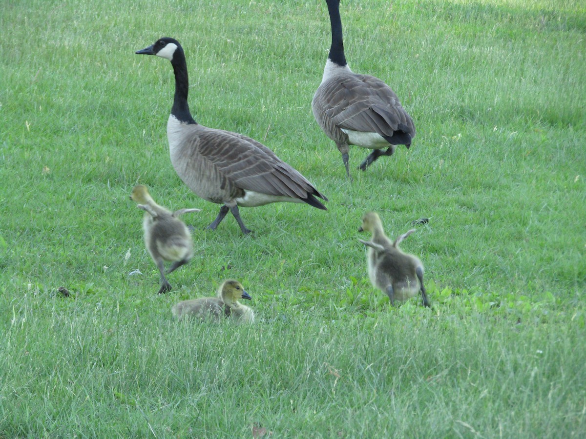 Canada Goose - ML138942671