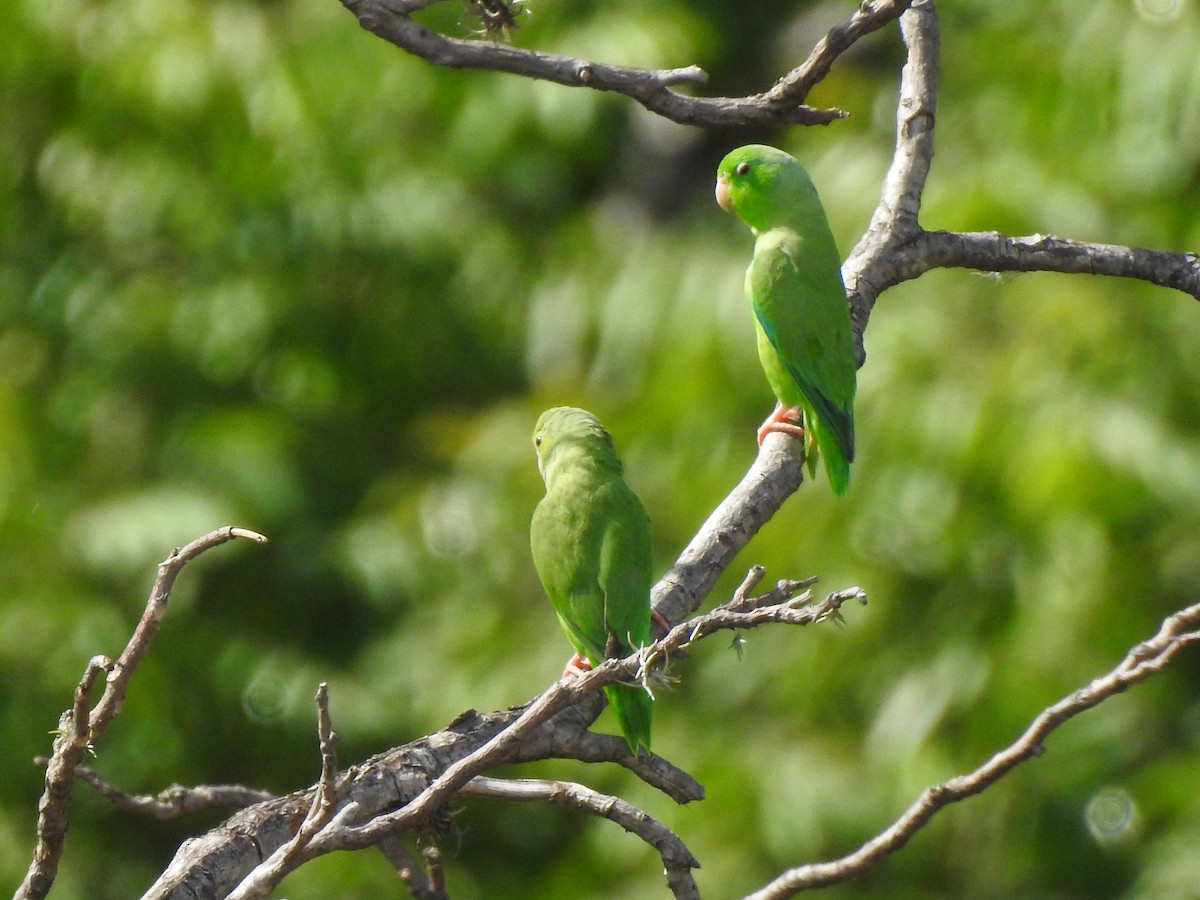 Yeşil Sokumlu Serçe Papağanı - ML138942801