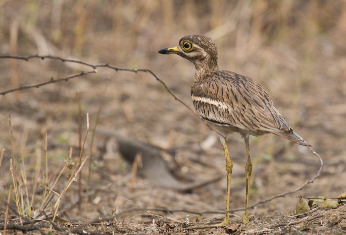 Indian Thick-knee - ML138947531