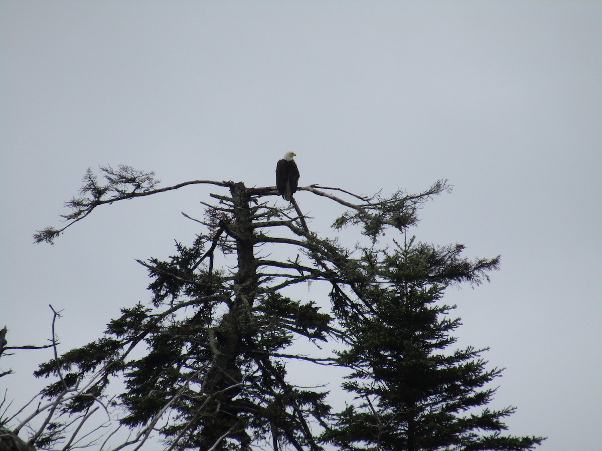 Bald Eagle - ML138947721