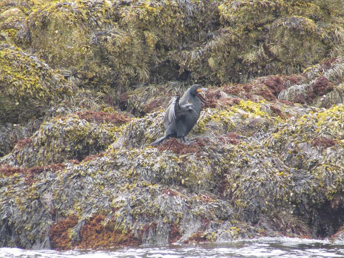 Cormorán Orejudo - ML138947971