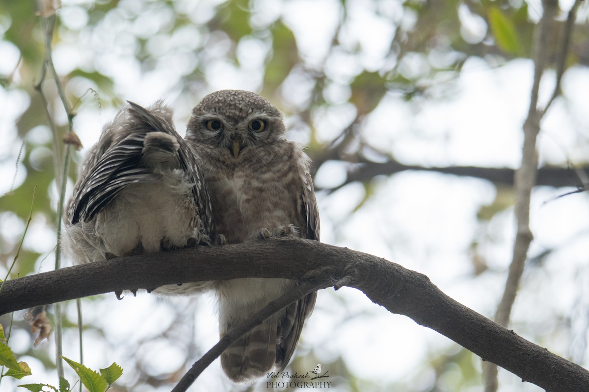 Spotted Owlet - ML138947991