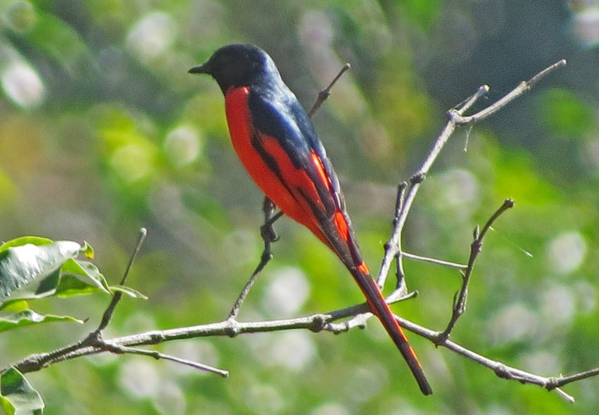 Minivet Colilargo - ML138948031