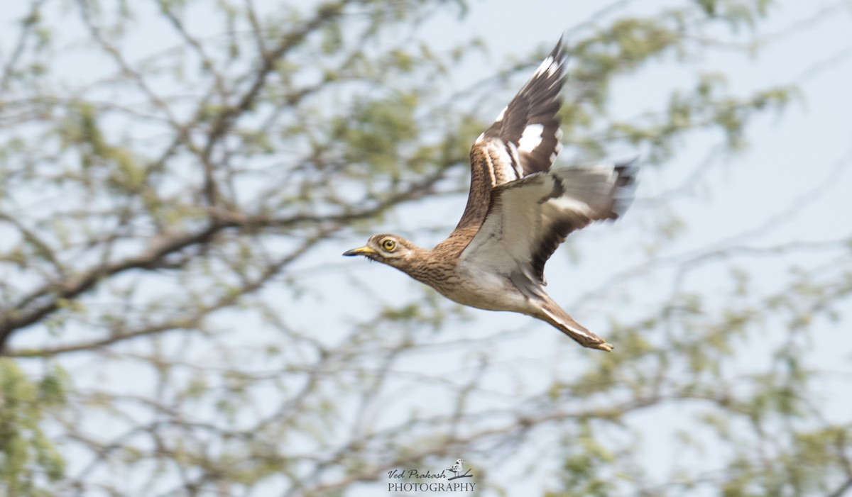 Indian Thick-knee - ML138948281