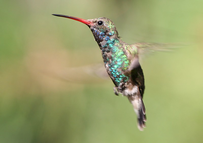 Colibrí Piquiancho Común - ML138948301