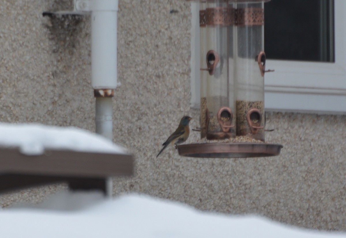 Lazuli Bunting - ML138948431