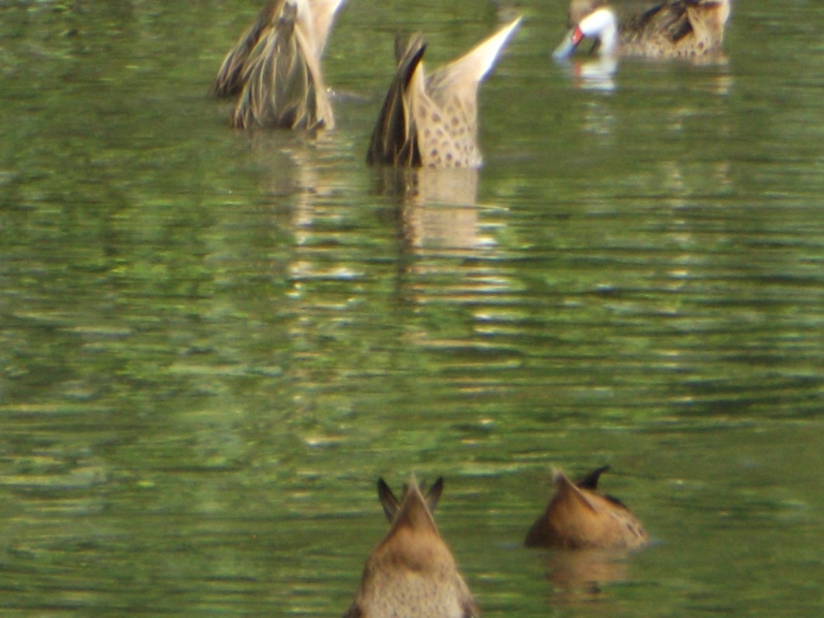 White-cheeked Pintail - ML138949001